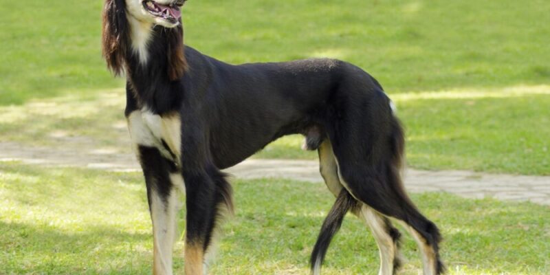 Raseprofil: Saluki