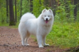 Raseprofil: Samojedhund