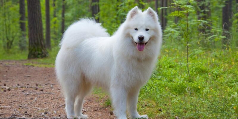 Raseprofil: Samojedhund
