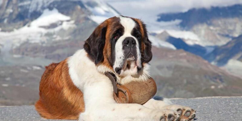Raseprofil: Sankt bernhardshund