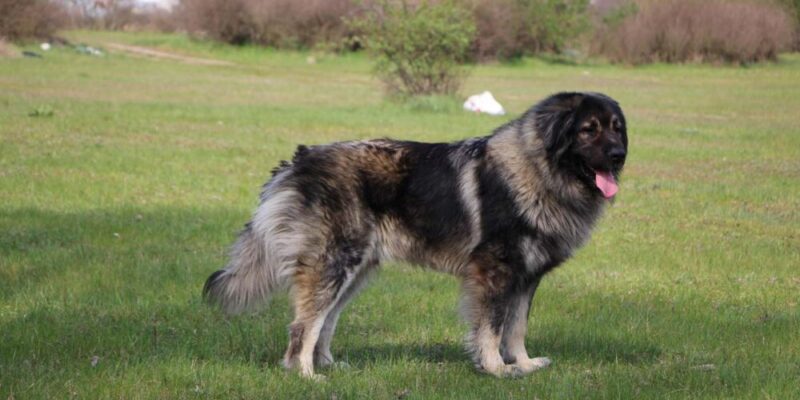 Raseprofil: Sarplaninac
