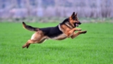 13 interessante fakta om schäferhund