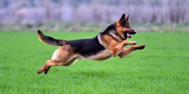13 interessante fakta om schäferhund
