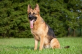Raseprofil: Schæferhund