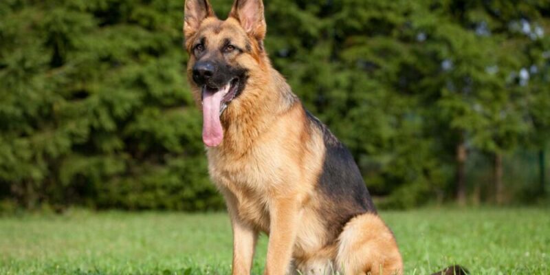 Raseprofil: Schæferhund