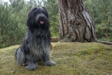Raseprofil: Schapendoes