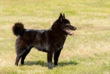 Raseprofil: Schipperke