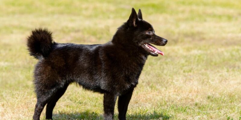 Raseprofil: Schipperke