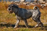 Raseprofil: Schnauzer