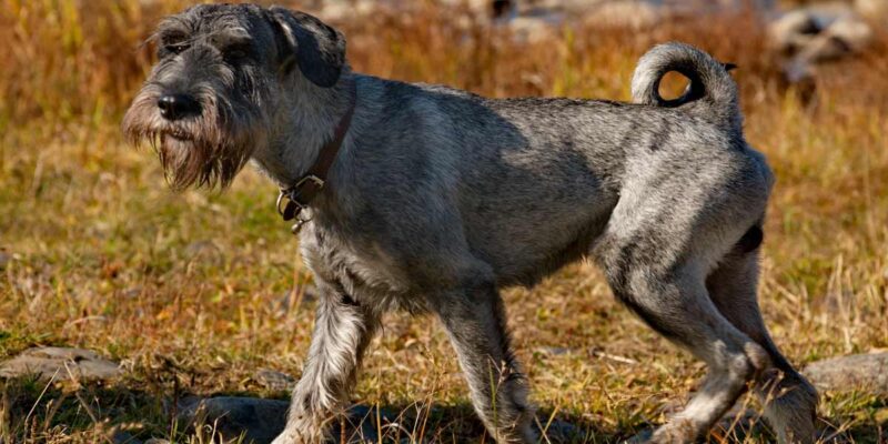 Raseprofil: Schnauzer