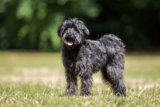 Raseprofil: Schnoodle