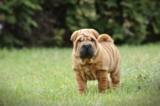 Raseprofil: Shar pei