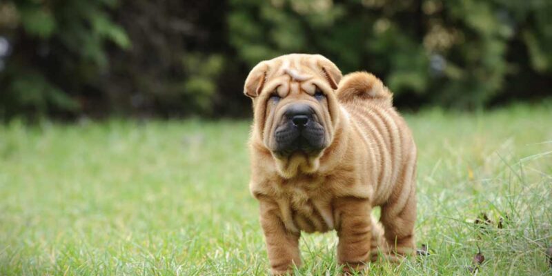 Raseprofil: Shar pei