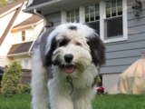 Raseprofil: Sheepadoodle