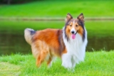 Raseprofil: Shetland sheepdog (sheltie)