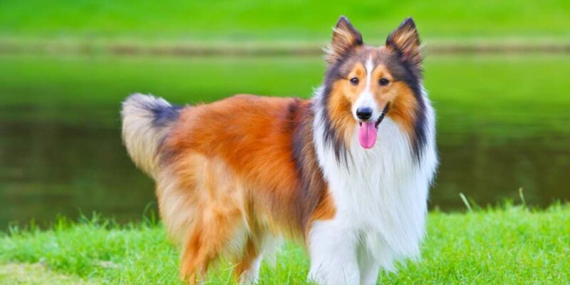 Raseprofil: Shetland sheepdog (sheltie)