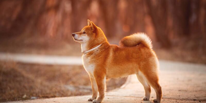 Raseprofil: Shiba inu