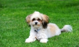 Raseprofil: Shih-poo