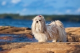 Raseprofil: Shih tzu