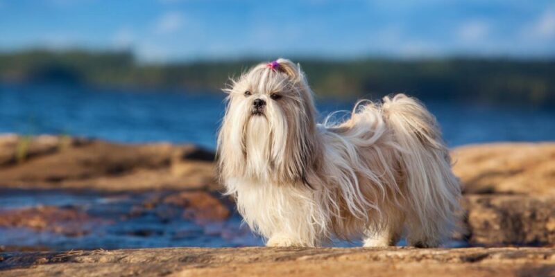 Raseprofil: Shih tzu