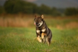 Raseprofil: Shikoku