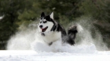 10 interessante fakta om sibirsk husky