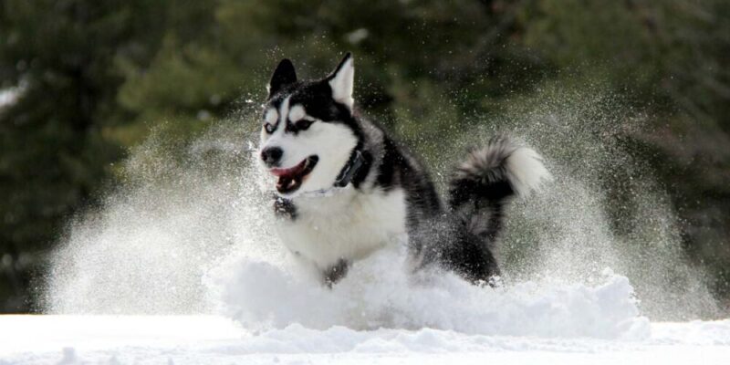 10 interessante fakta om sibirsk husky
