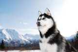 Raseprofil: Sibirsk husky