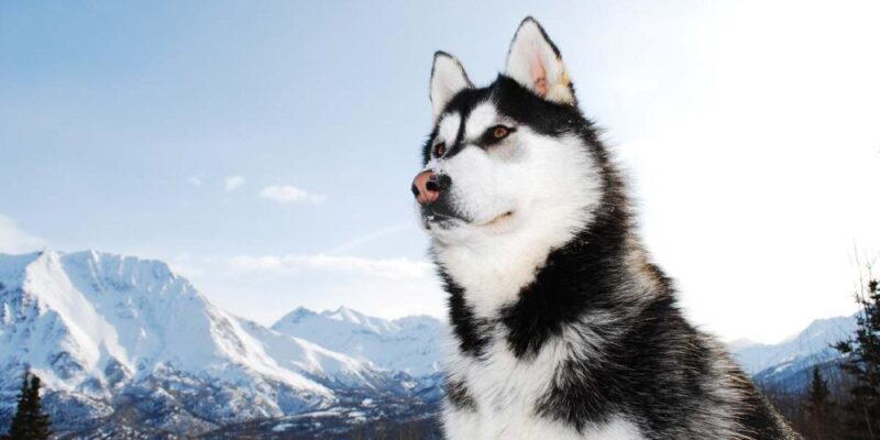 Raseprofil: Sibirsk husky
