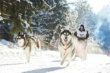 10 populære trekkhund raser (med bilder)