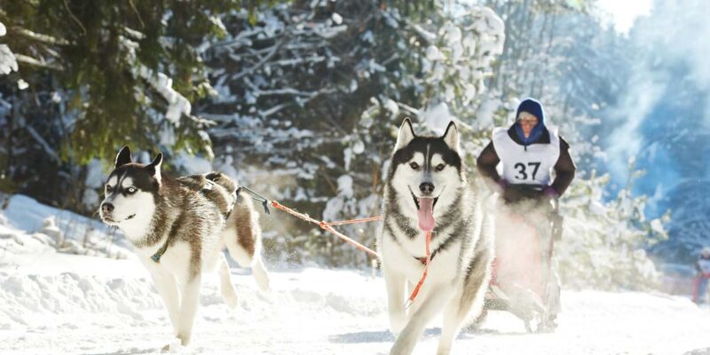 10 populære trekkhund raser (med bilder)