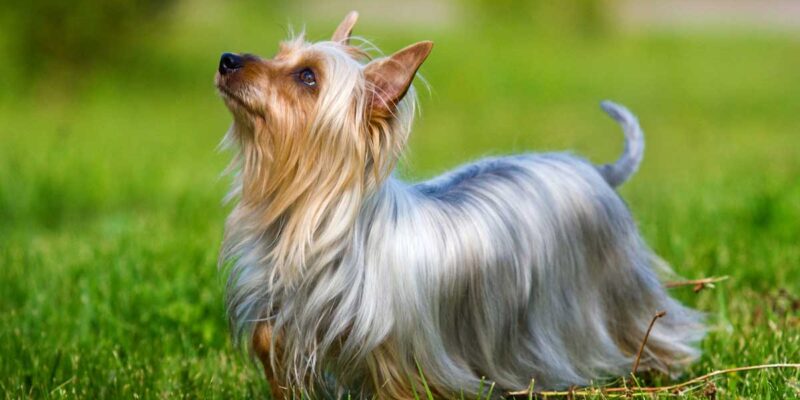 Raseprofil: Silky terrier