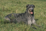 Raseprofil: Skotsk hjortehund