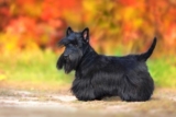 Raseprofil: Skotsk terrier