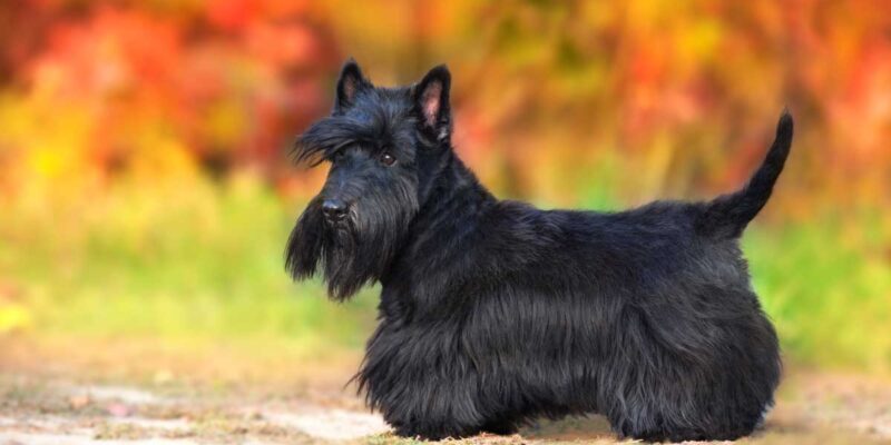 Raseprofil: Skotsk terrier