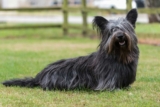 Raseprofil: Skye terrier
