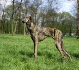 Raseprofil: Sloughi