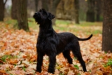Raseprofil: Riesenschnauzer