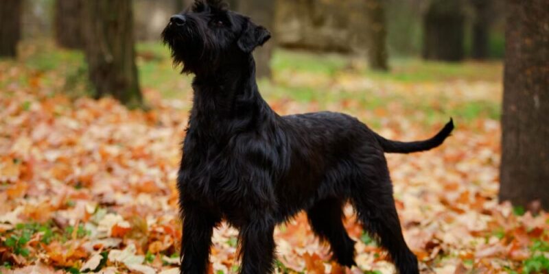 Raseprofil: Riesenschnauzer