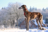 Raseprofil: Spansk galgo