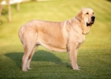 Raseprofil: Spansk mastiff