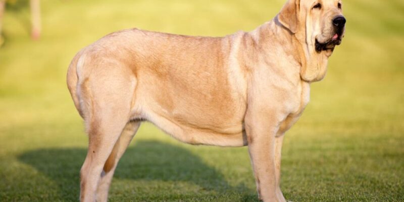 Raseprofil: Spansk mastiff