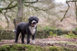 Raseprofil: Spansk vannhund