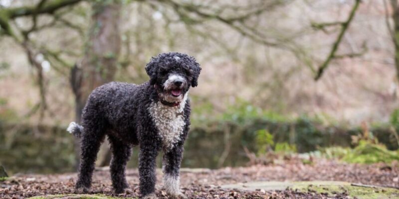 Raseprofil: Spansk vannhund