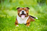 Raseprofil: Staffordshire bull terrier