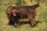 Raseprofil: Sussex spaniel