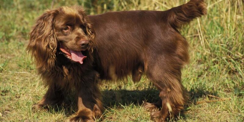 Raseprofil: Sussex spaniel