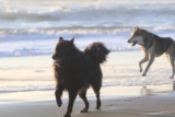 Raseprofil: Svensk lapphund