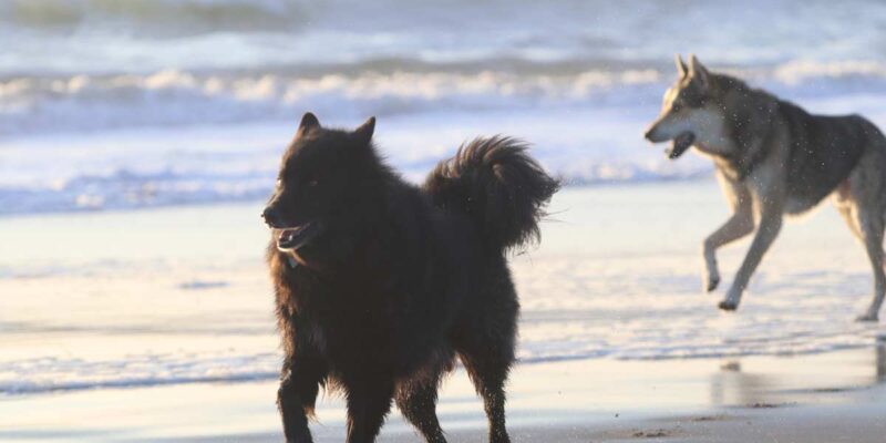 Raseprofil: Svensk lapphund