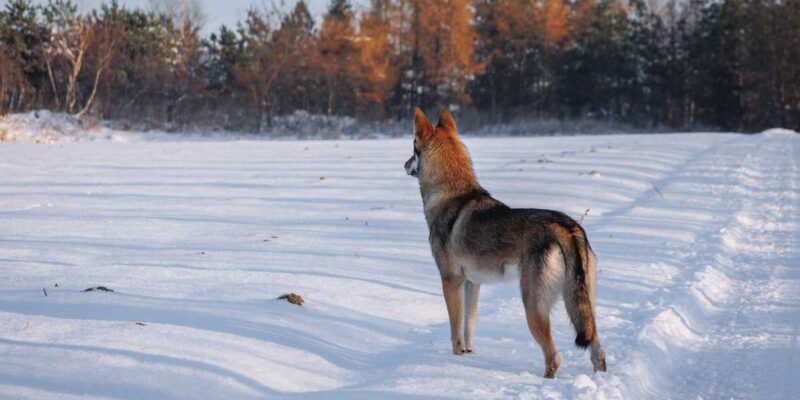 Raseprofil: Utonagan